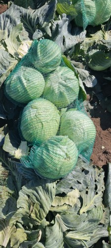 Капуста сорта Зенон
