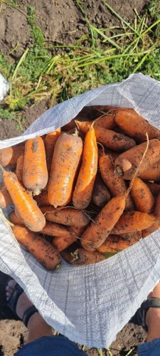 Морковь Каспий